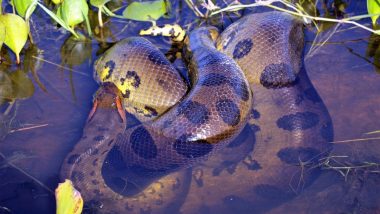 ग्रीन ॲनाकोंडा, ॲमेझॉनच्या जंगलात आढळली जगातील सर्वात मोठ्या सापाची प्रजाती